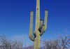 Saguaro Cactus is an icon of the Sonoran Desert in southern Arizona.