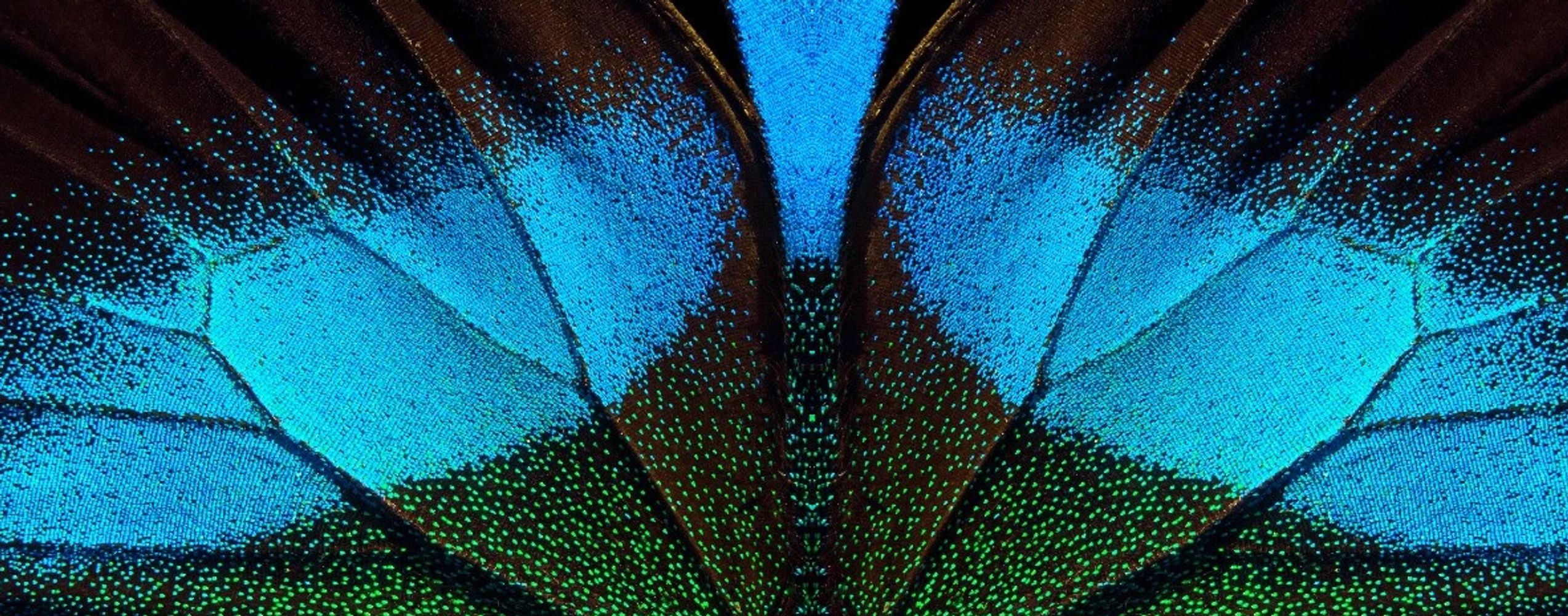 A close up photo of blue, green and black moth wings