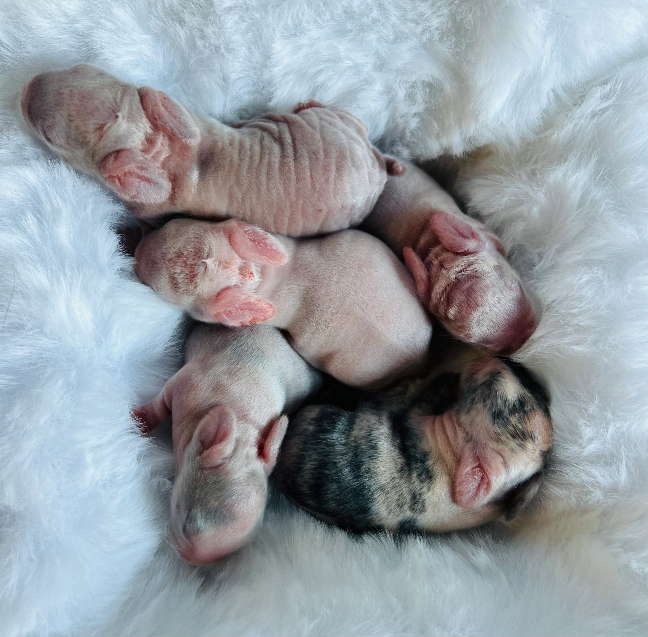 Newborn hairless puppies sleeping on a fluffy white blanket.