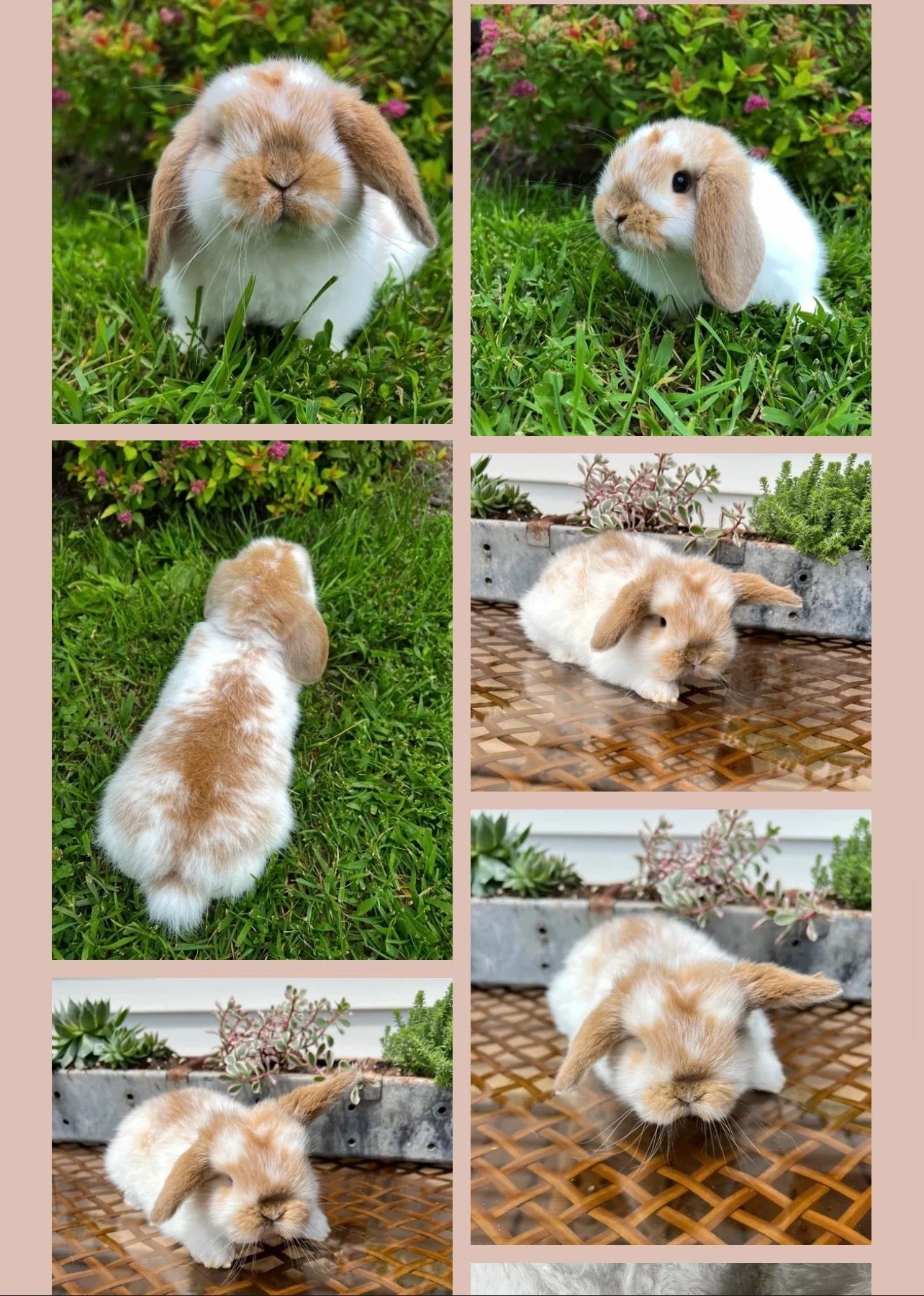 Cute white and brown bunny in grass and on a wicker surface.