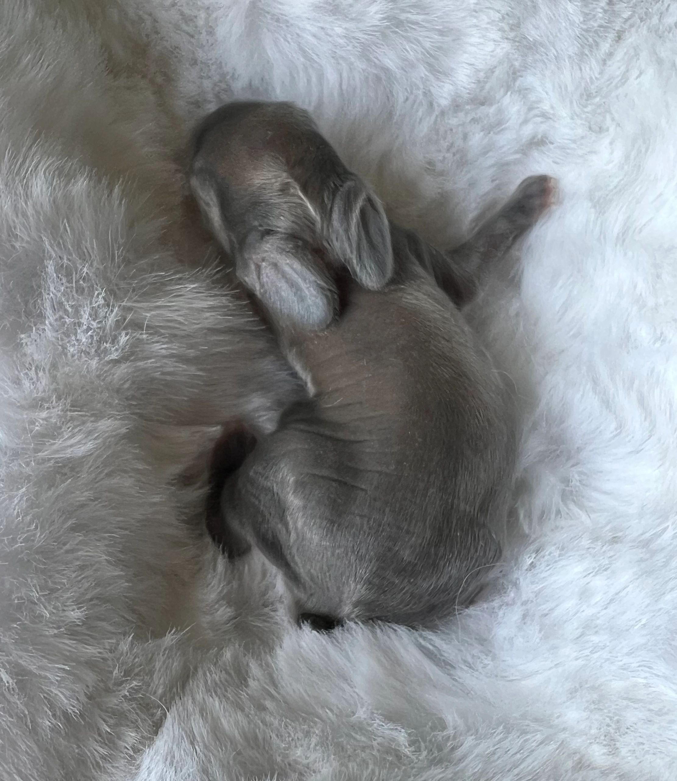 Sleeping newborn puppy on a fluffy blanket.