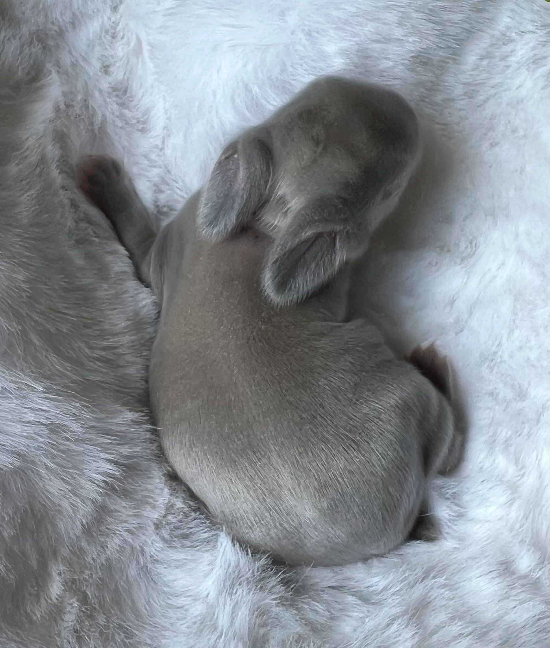 A newborn puppy resting on a soft white blanket.