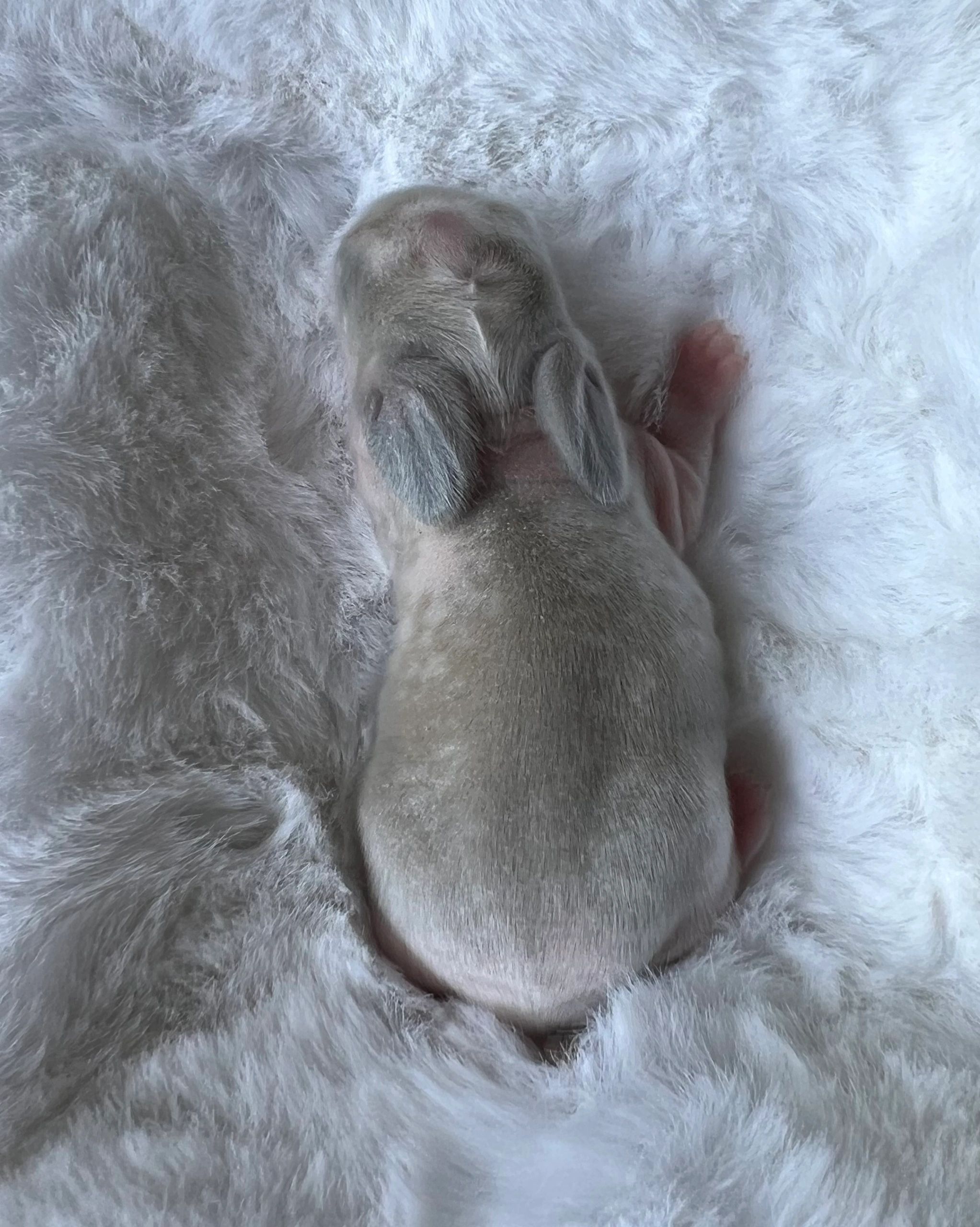Newborn bunny resting on soft white fur.