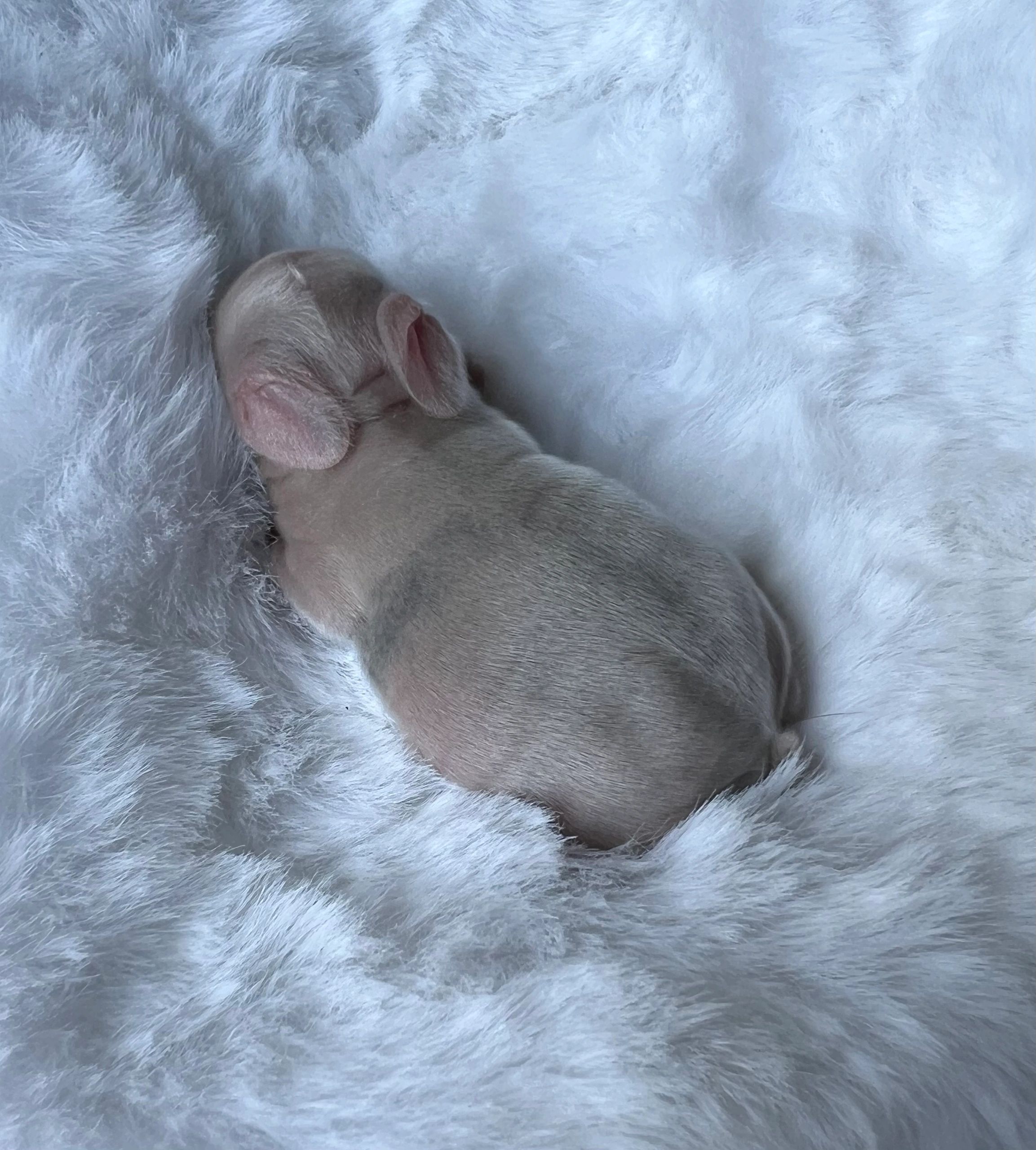 Newborn puppy sleeping on a fluffy blanket.