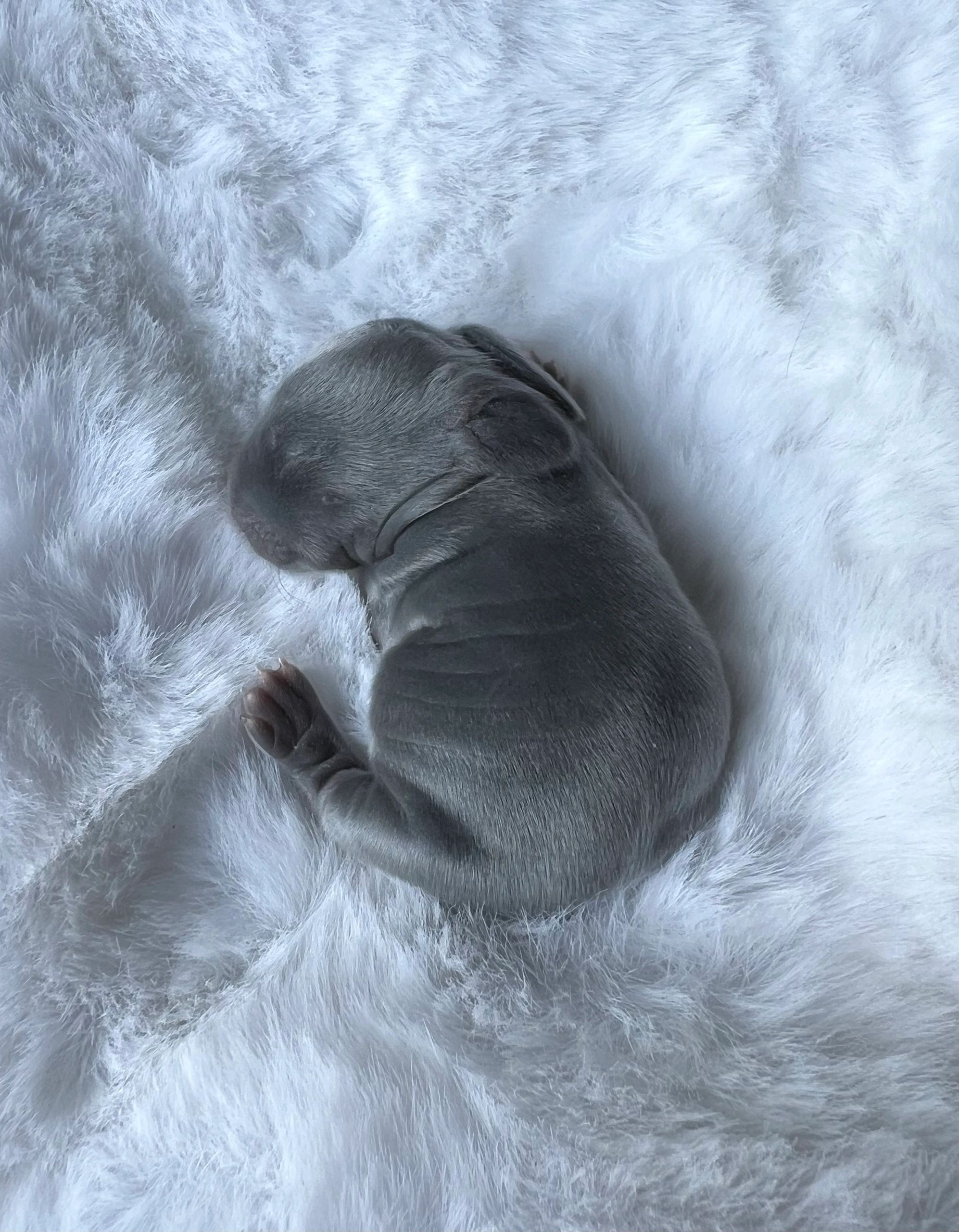 Newborn gray puppy sleeping on a fluffy white blanket.