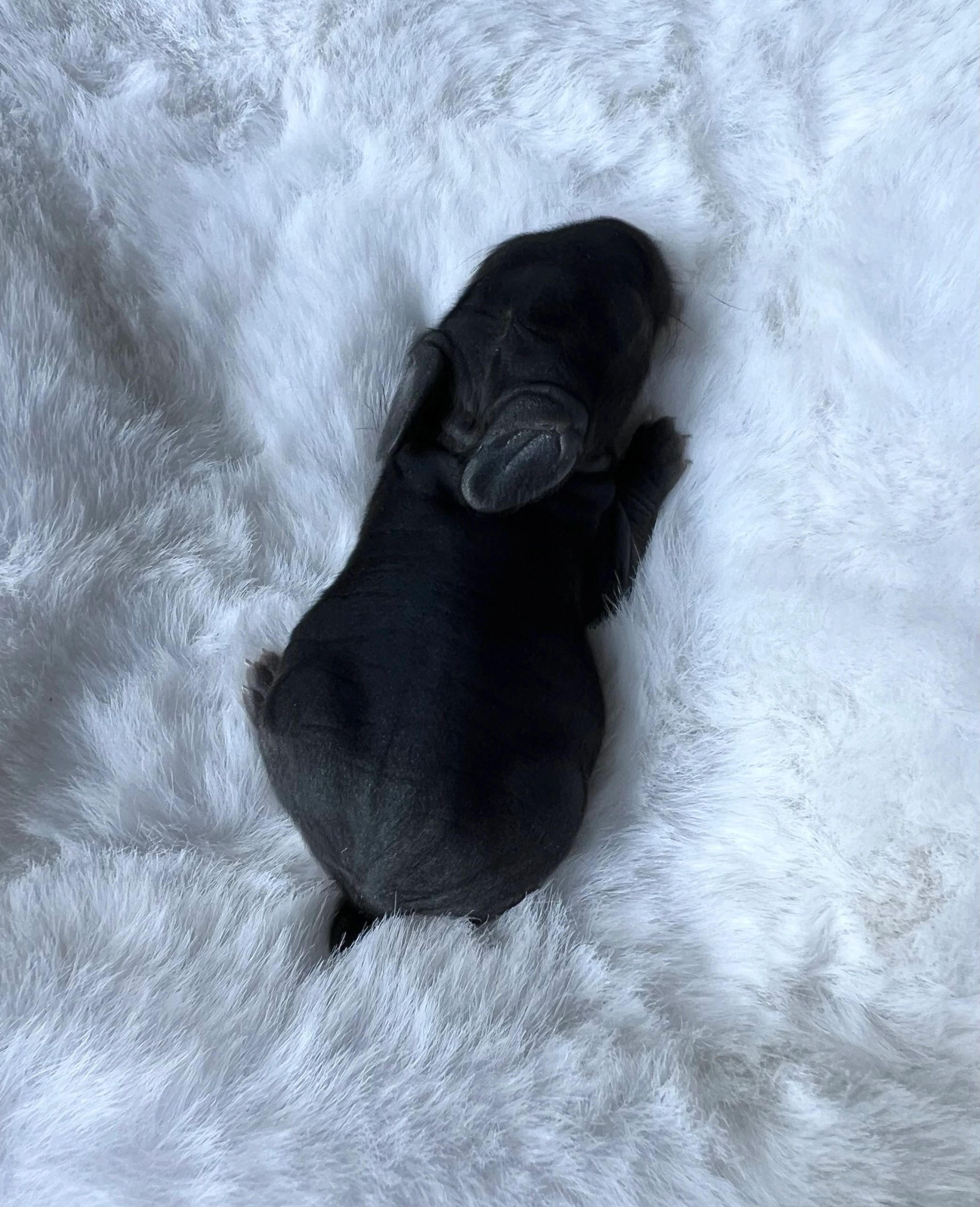 A newborn black puppy on a white furry blanket.