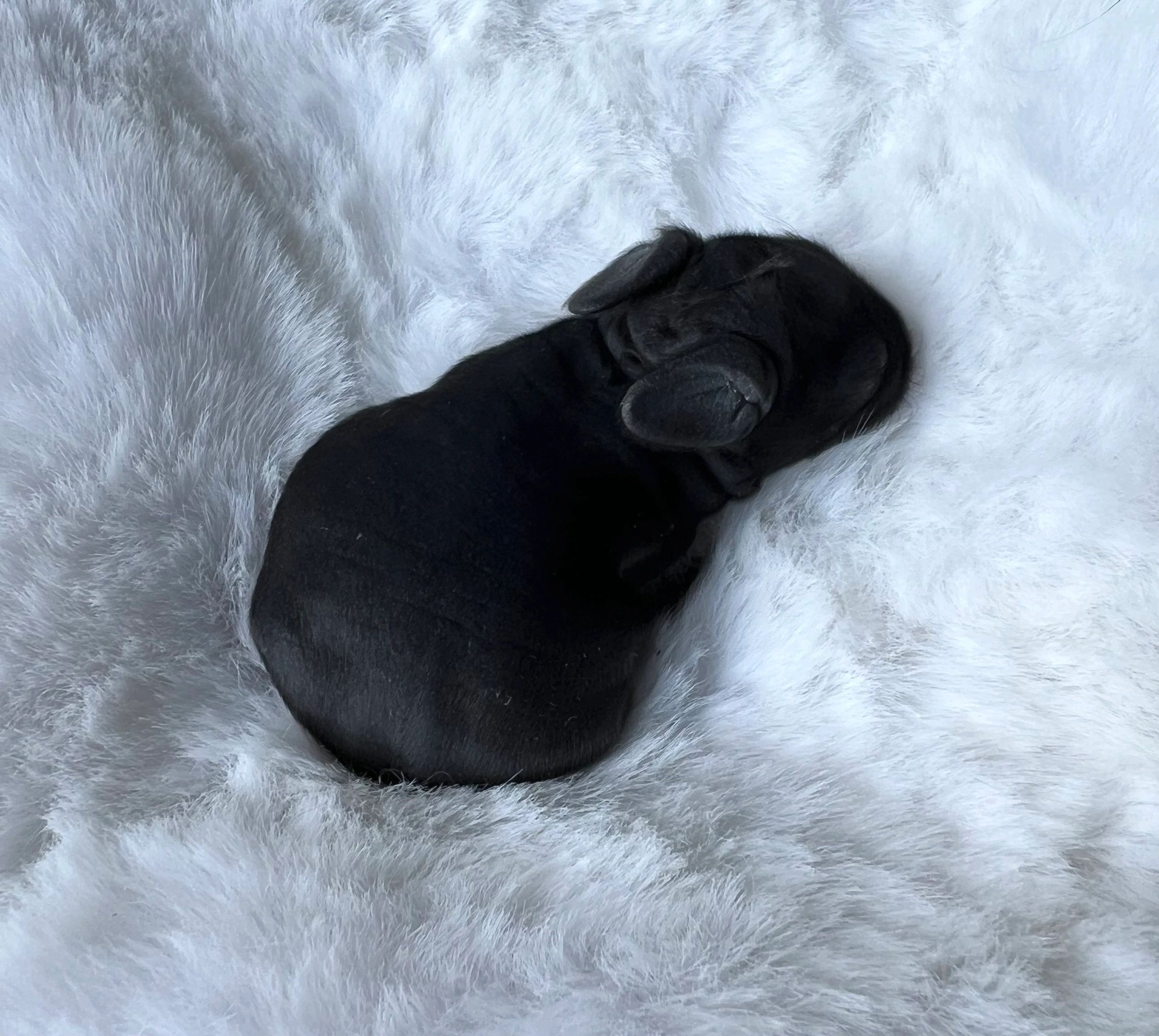 Sleeping black puppy on a fluffy white blanket.