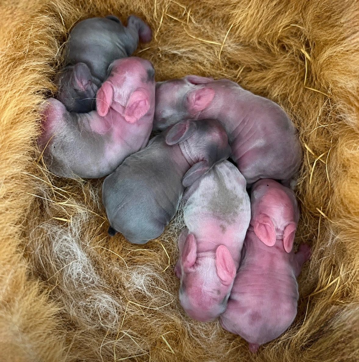 Newborn baby rabbits nestled in a soft nest.