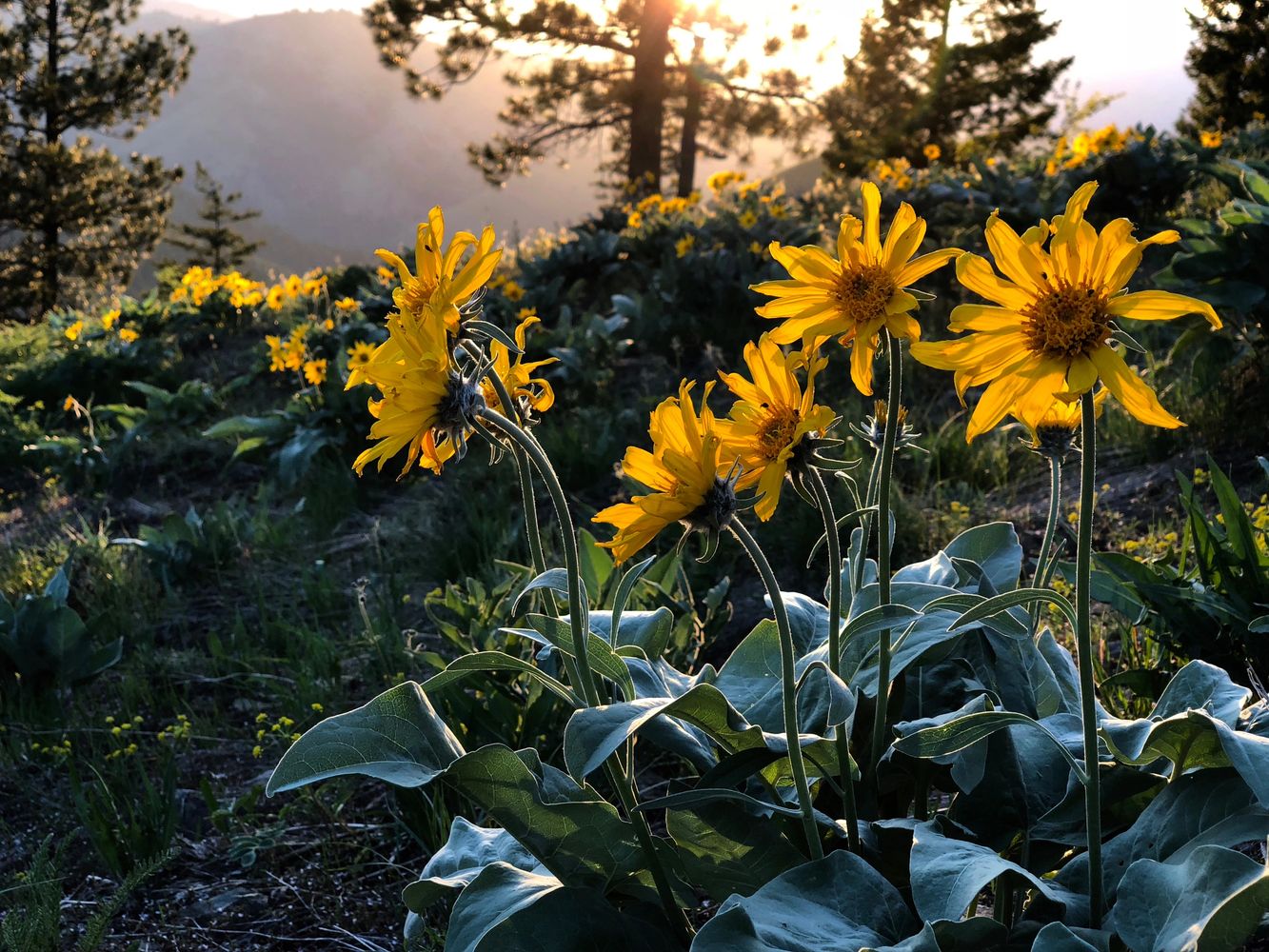 Balsam roots reaching for the sun. Psychotherapy. 