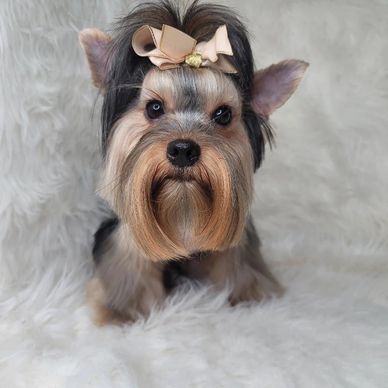 yorkie sire, yorkie pups available out of this amazing stud. check for available yorkie pups