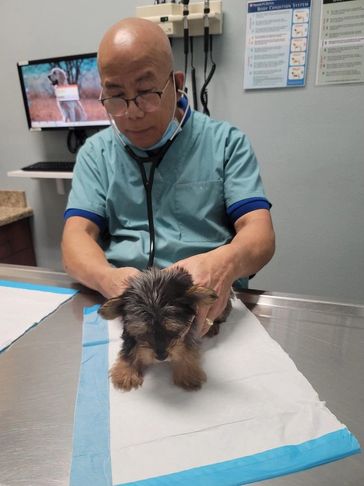 Our Yorkie pups, A licensed veterinarian is key to a yorkie puppy best start in life