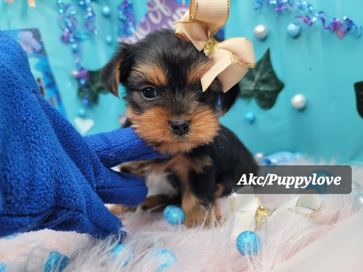 Males / Yorkie puppies, puppy (Due Nov 2025)
