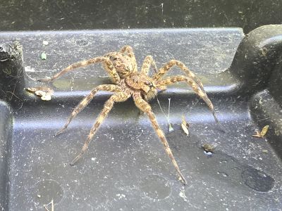 A large brown spider with long legs on a black surface.