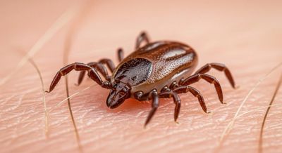 Close-up of a brown tick on human skin.