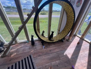 Cats looking out through a large circular window perch indoors.