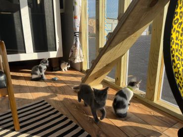 Four kittens playing on a sunlit wooden floor.