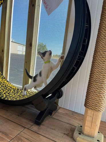 Kitten stretching on a black cat exercise wheel.