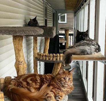 Three cats lounging on cat trees and shelves on a porch.