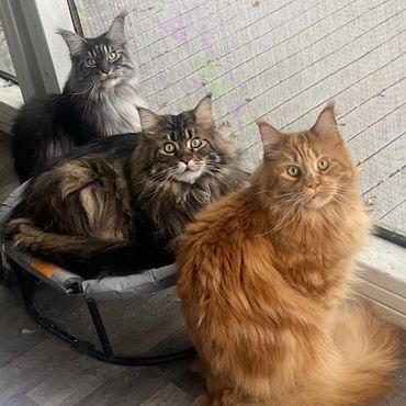 Three fluffy cats sitting near a screen door.