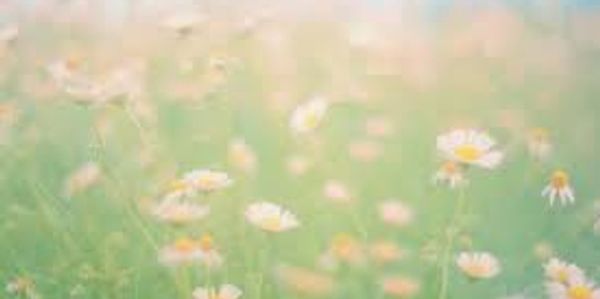 Soft-focus image of a field with white and yellow flowers.