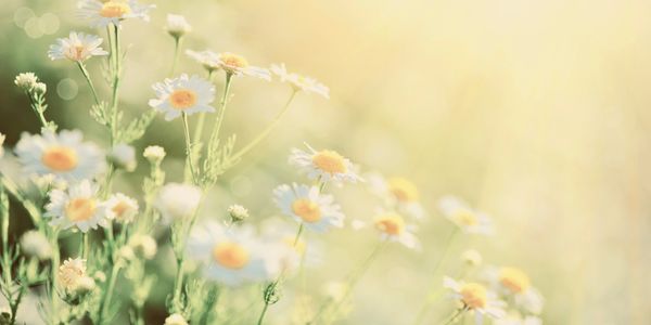 Soft sunlight illuminates delicate white and yellow daisies in a serene field.