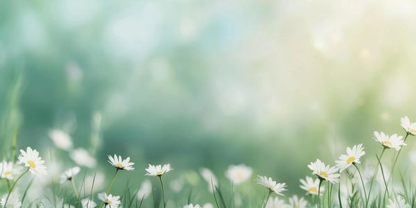 White daisies blooming in a soft, sunlit meadow.