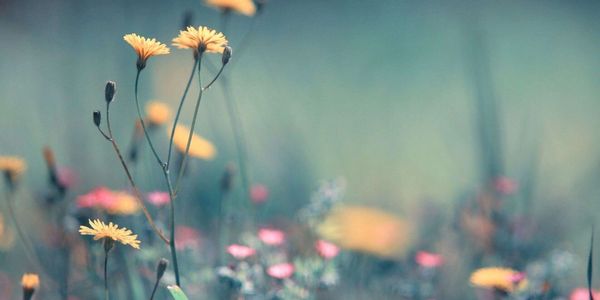 Delicate yellow flowers with blurred background of pink and green hues.