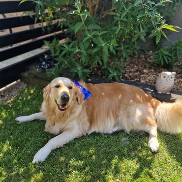 Golden retriever grooming