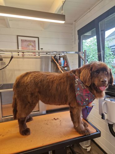 Brown Bernese Mountain Dog with bandana on grooming table