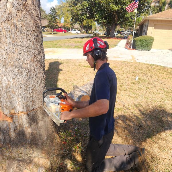 Large oak tree removal by Tree Removal LLC in Middleburg, Florida