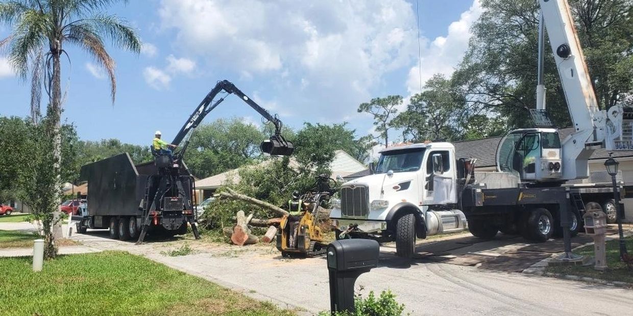 Tree Removal by Professionals
