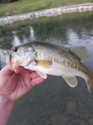 Largemouth Bass on the green pumpkin red and black flake 1.7" Prey bait