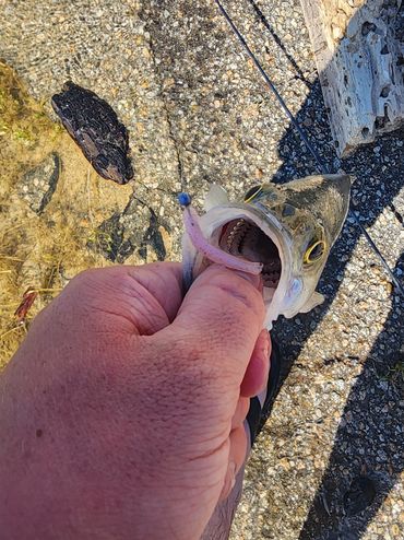 White Bass at Lake Nacimiento on the Pink 2" Fluke