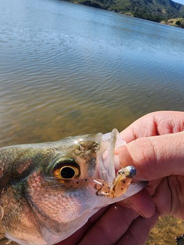 White Bass on the pumpkin seed black flake 2" fluke