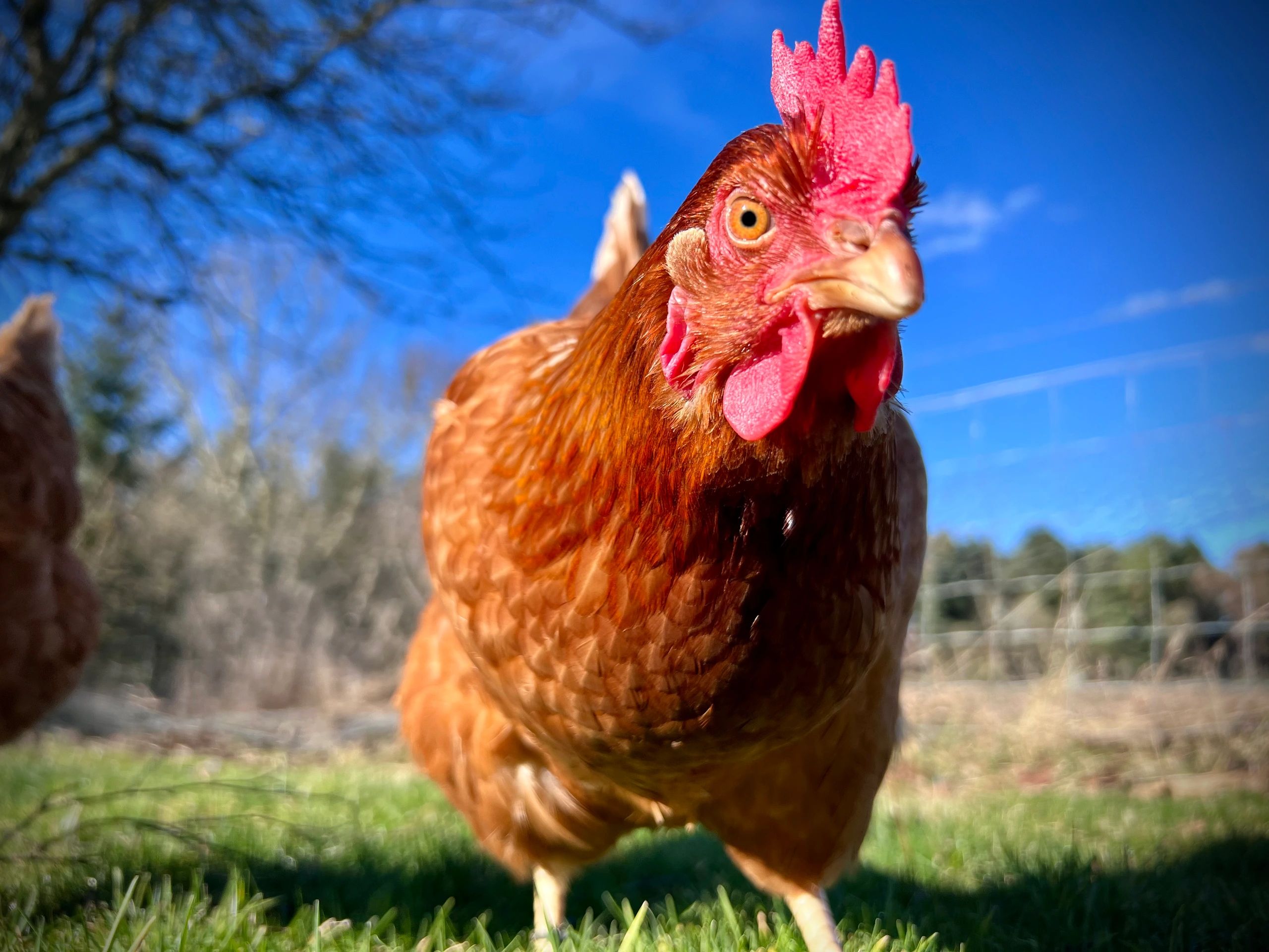 My Pet Chicken