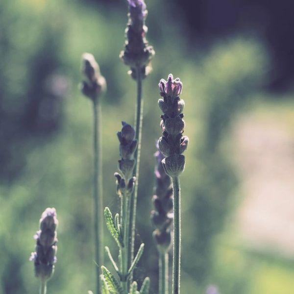 Lavender flowers