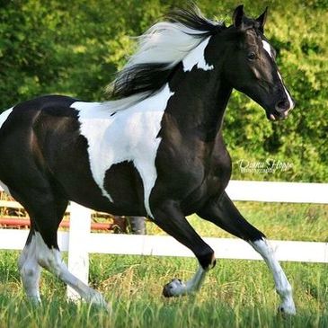 Paint Horse Registry Patterns