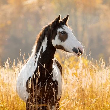 Tobiano and Overo Horse Registry