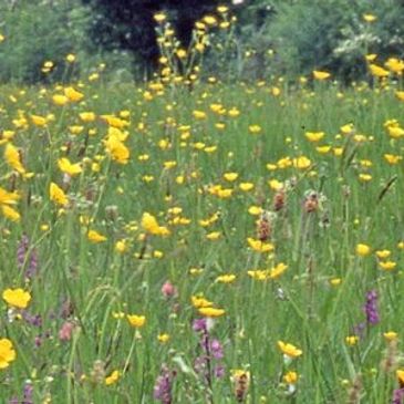 A Suffolk meadow of yellow and purple wildflowers