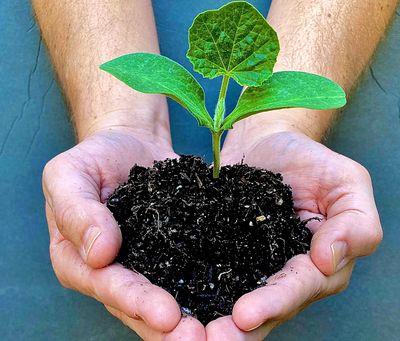 Sebastopol Chiropractor massage Alignment low back pain neck pain headache natural drug free art