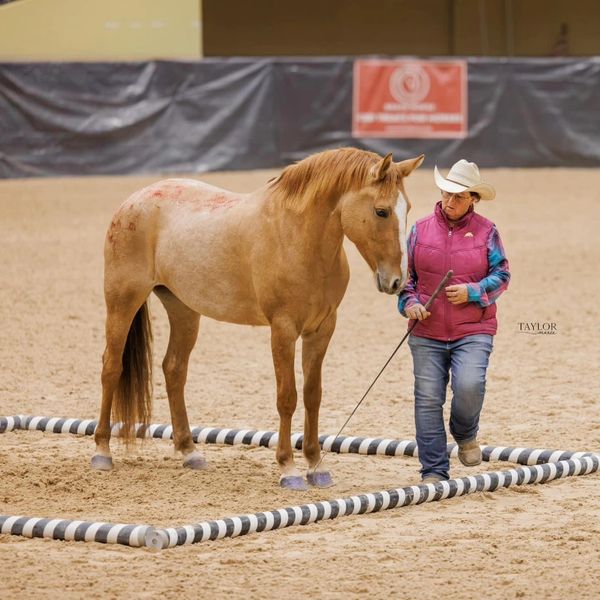 Person guiding a horse through poles in an arena.