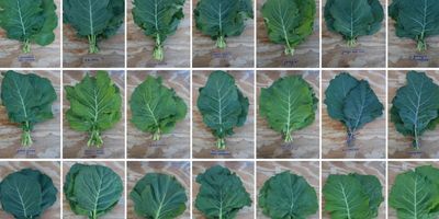 COLLARD GREENS, CHAMPION, HEIRLOOM, NON GMO SEEDS, GREAT FOR SALADS, C –  Country Creek LLC