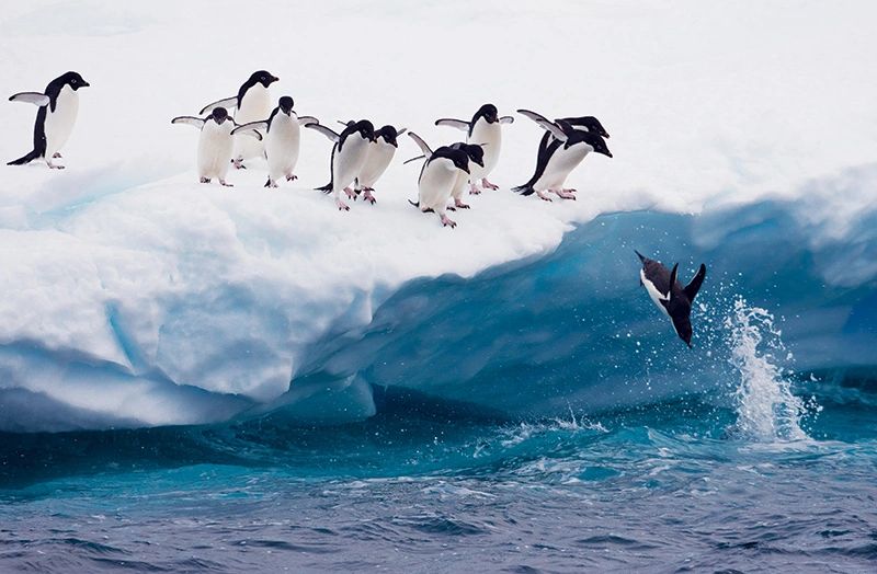 Watch Gentoo, Adele, and Chinstrap penguins throughout Antarctica.