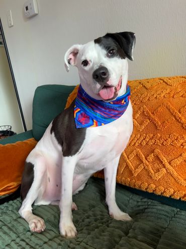 Russell's new bandana!