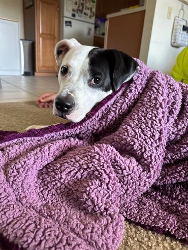 Stinky LOVES blankets!