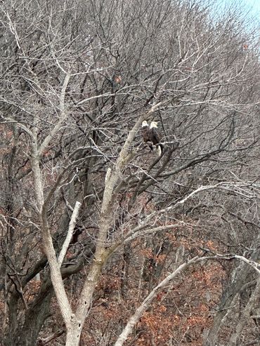 Double Bald Eagle in Grafton, IL!