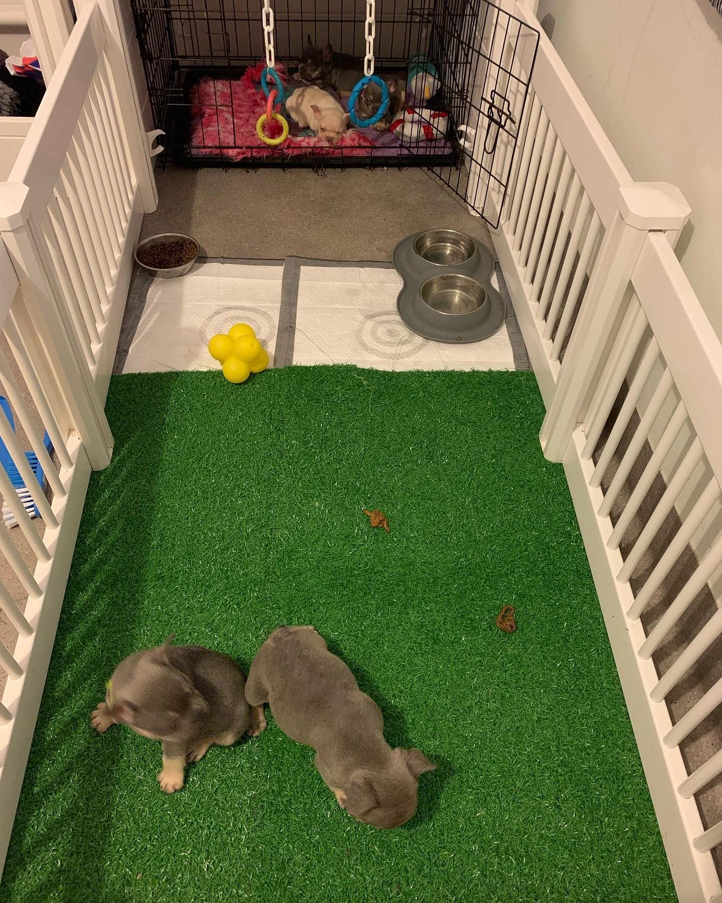 Toilet Training Puppies