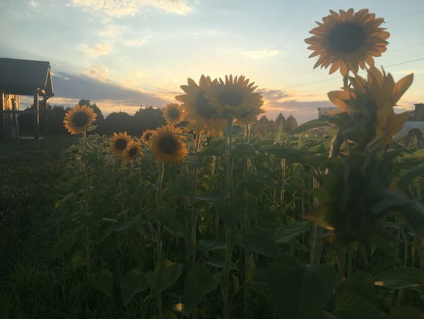 Sunflowers at sunset in a rural field.