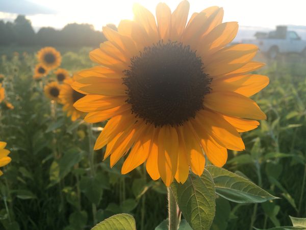 Close-up of a sunflower glowing in sunlight.