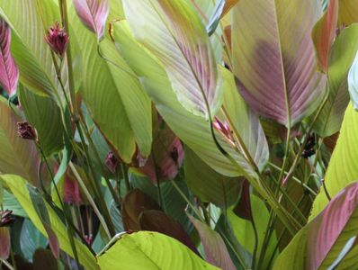 Green leaves with patches of pink